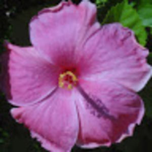 Meet your Posher, Pam